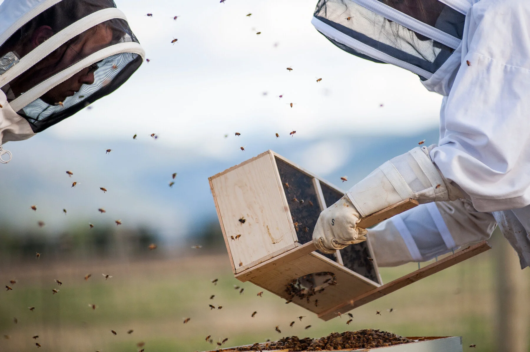  Montana State University researchers tend to a bee colony in Bozeman, Mont. 