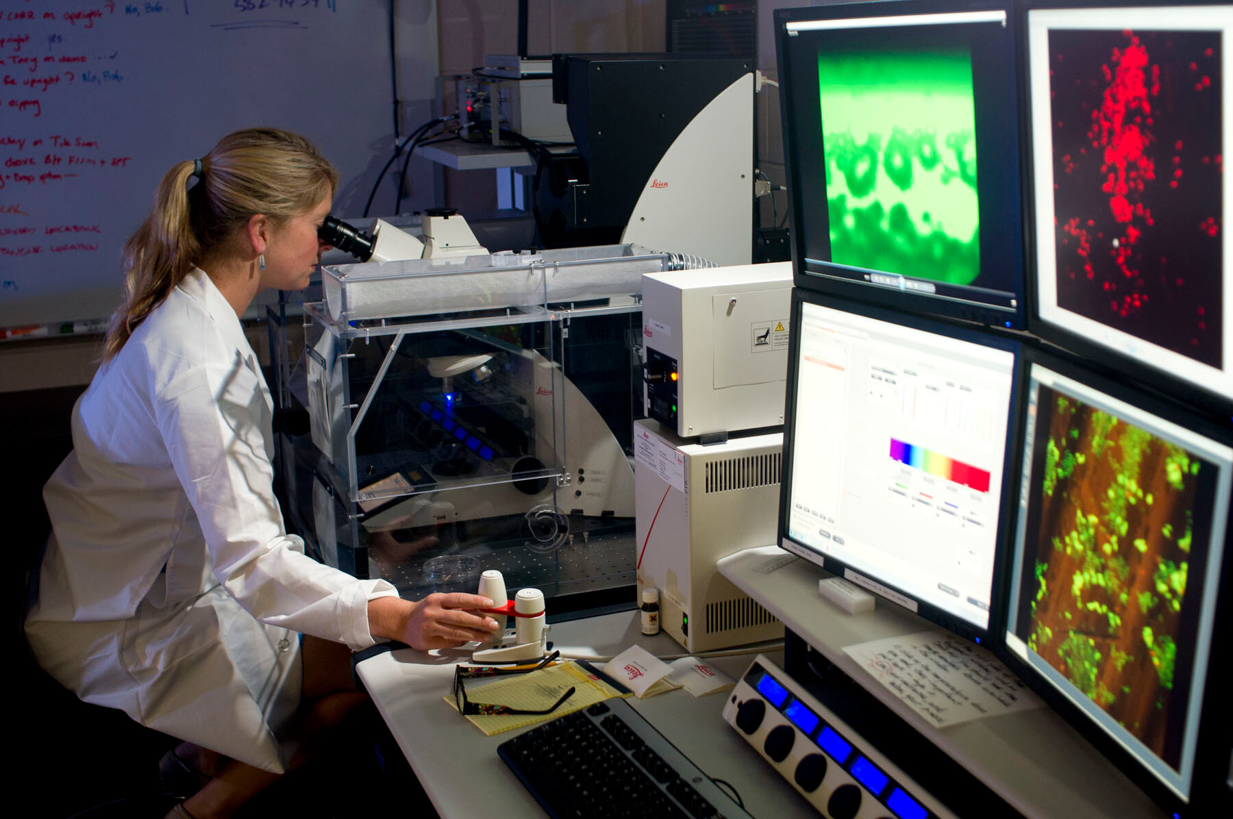  A Montana State University researcher examines microscopic images of biofilms in the Center for Biofilm Engineering facilities. 