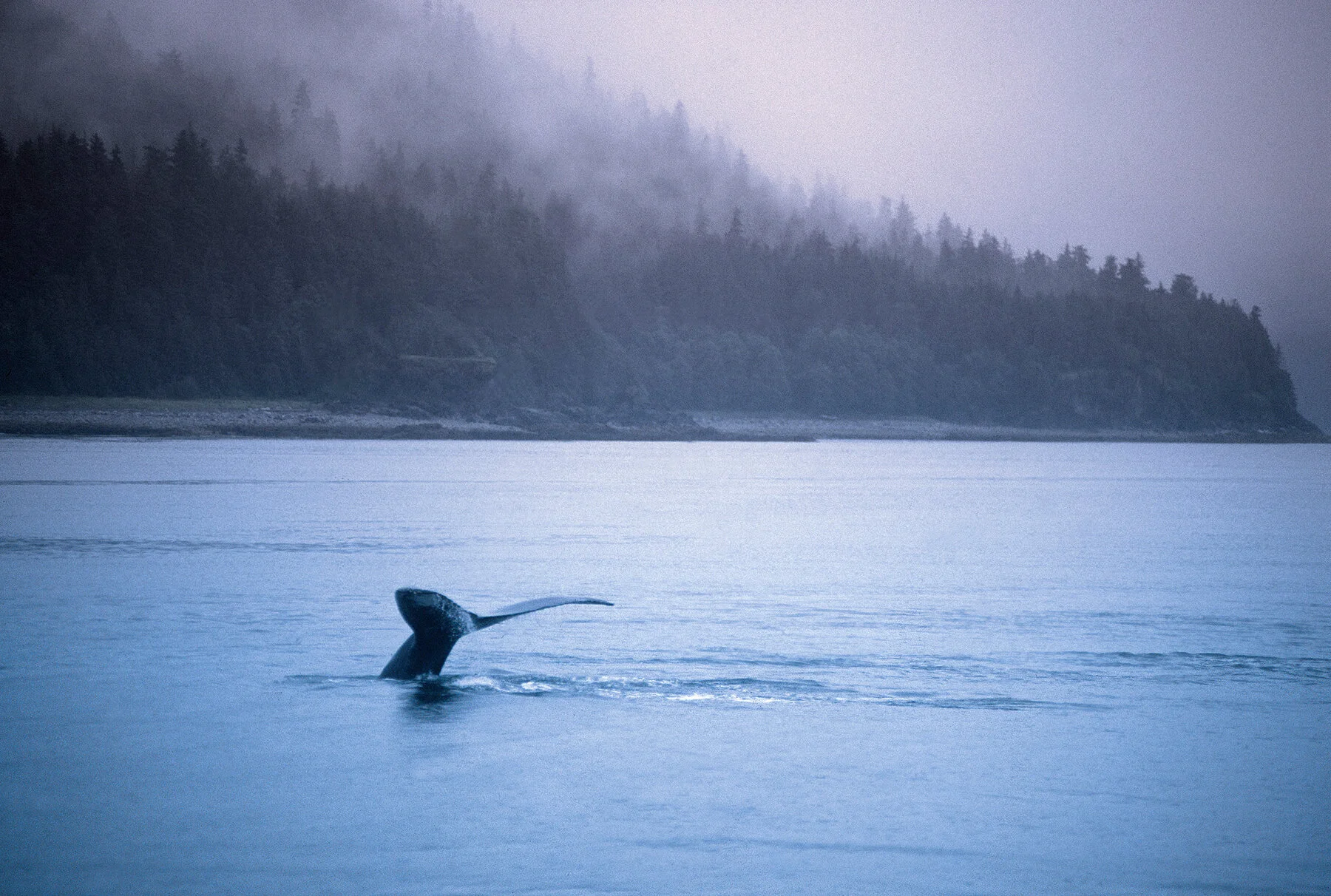 whale.JPG