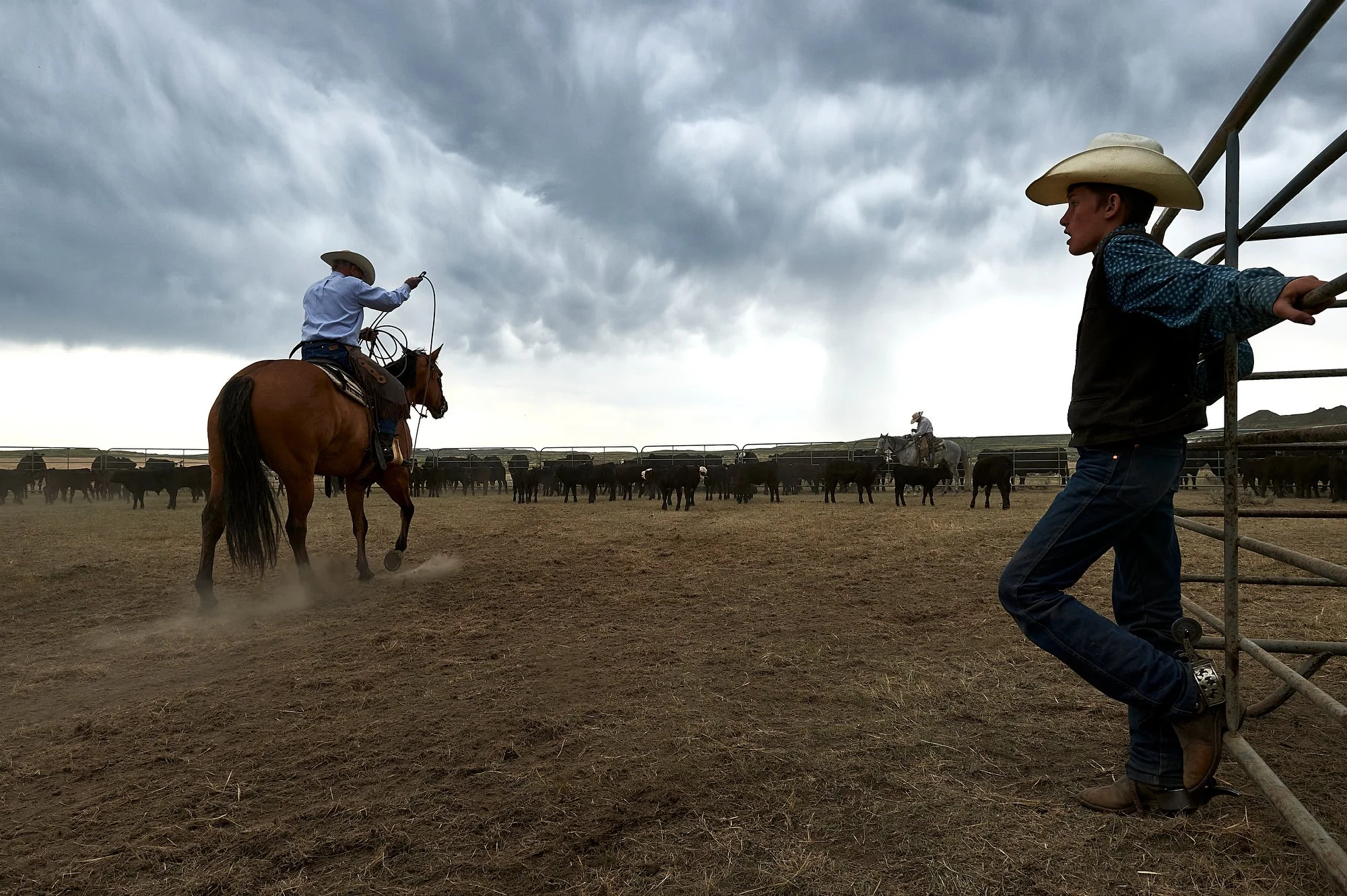  Wranglers move cattle on the Brown Ranch in North Central Montana. 