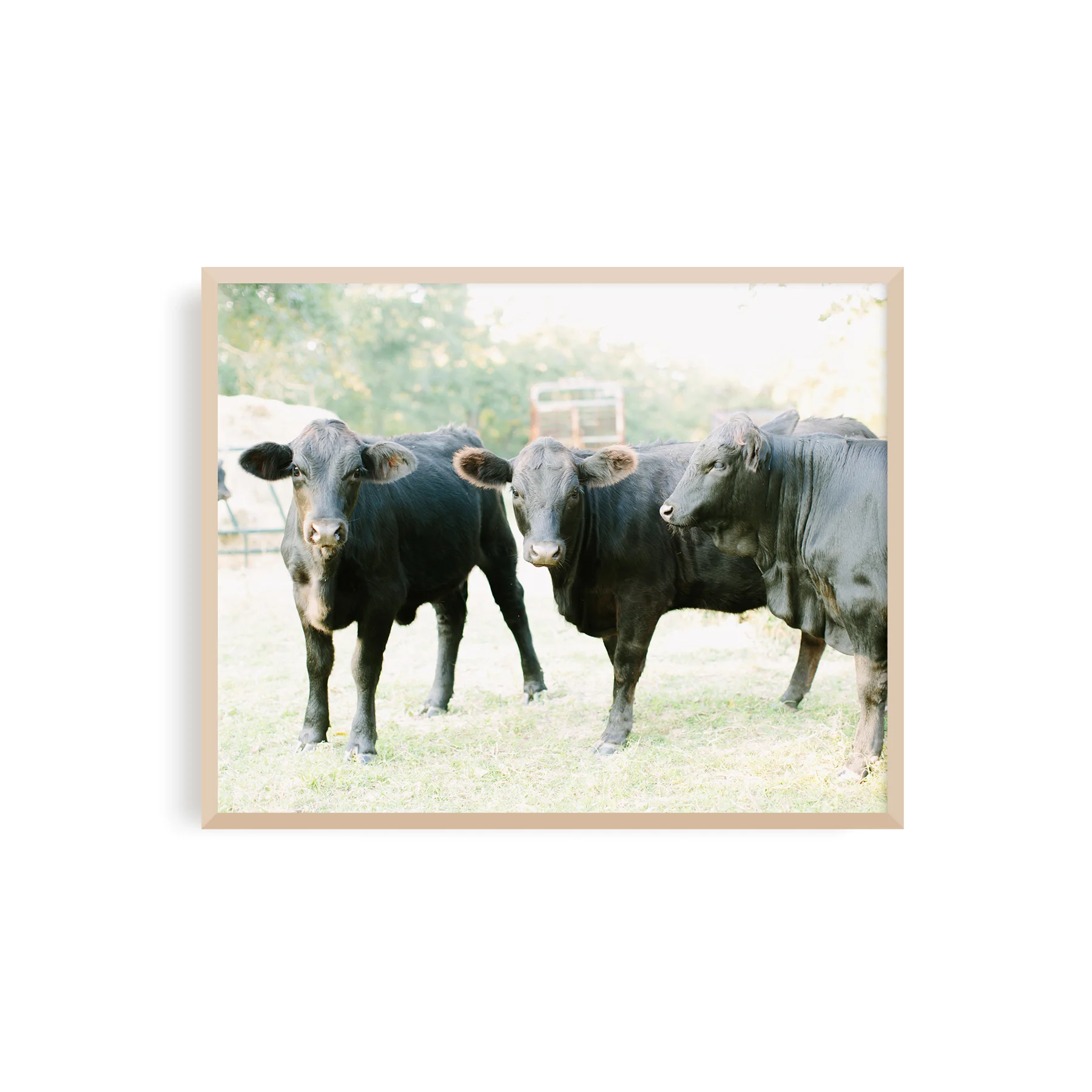The_Weekend_Type_Korie_Herold_one_two_moo_01.jpg