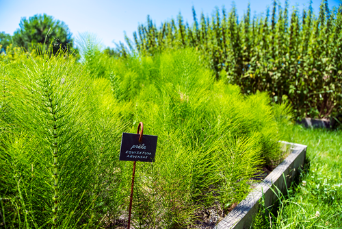 Biodynamic-garden-2.png