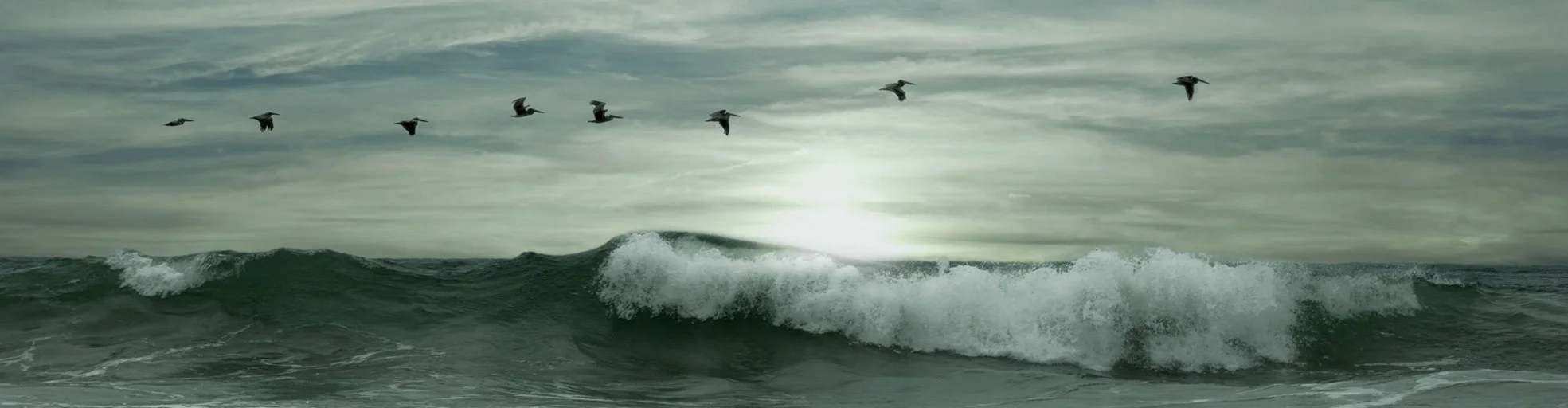 Pelícanos copy.jpeg