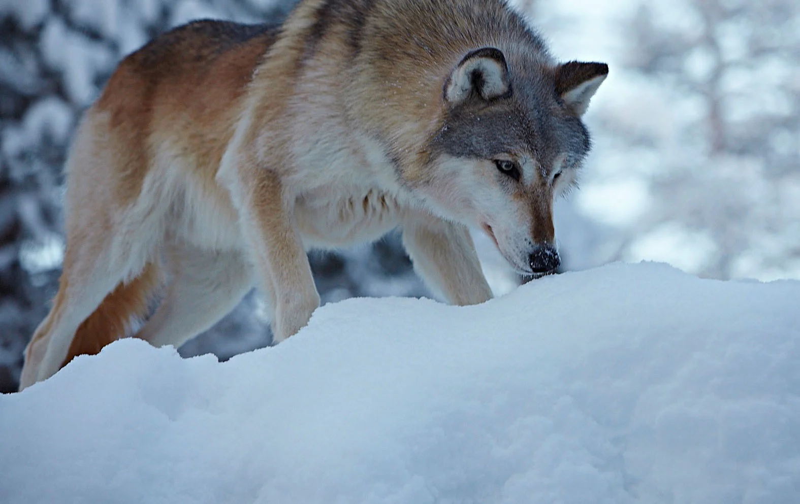 Lapland_travels_©PepAvila.184.jpg