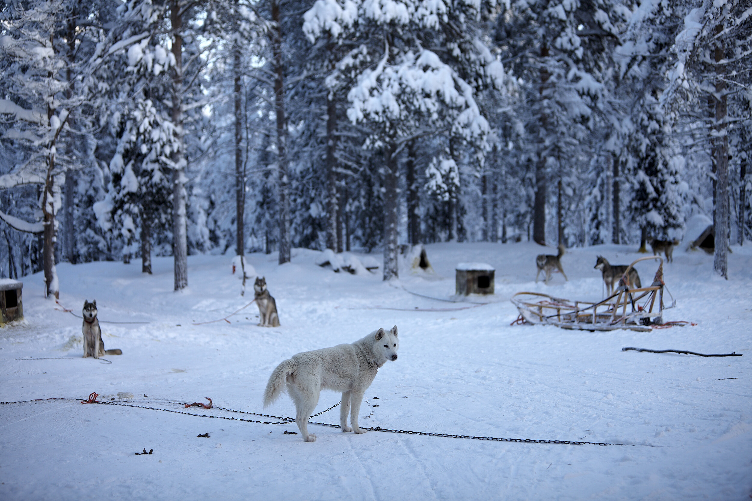 Laponia Finlandesa 2959.jpg