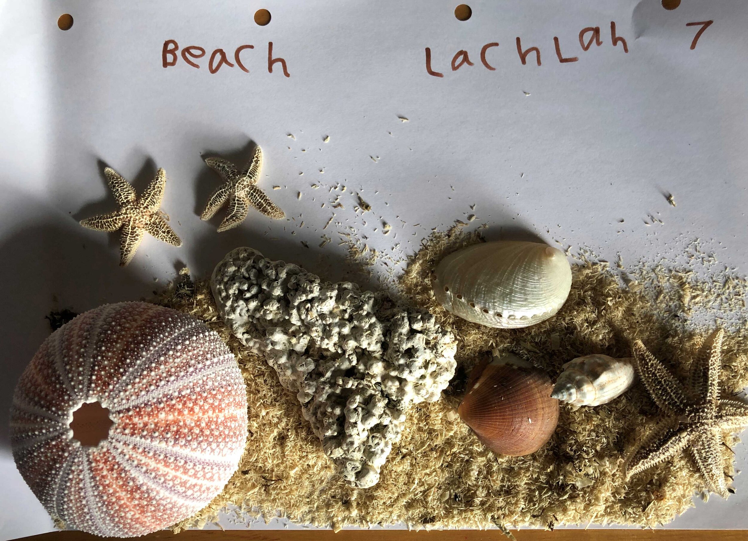 Beach by Lachlan Ryrie age 7