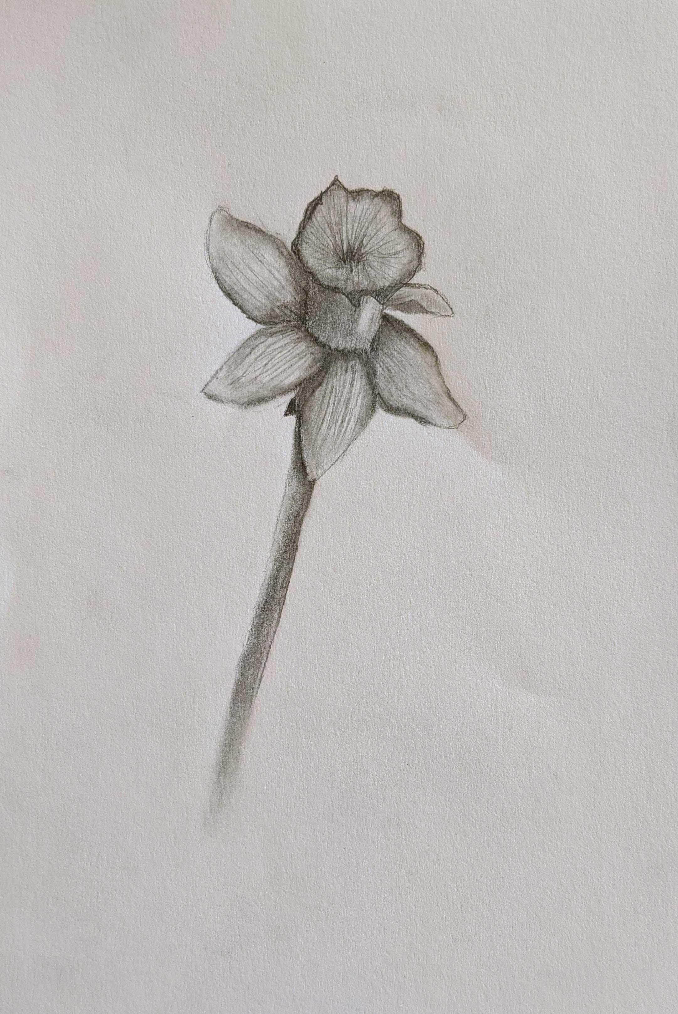 Daffodil by Josie Gibbon age 12