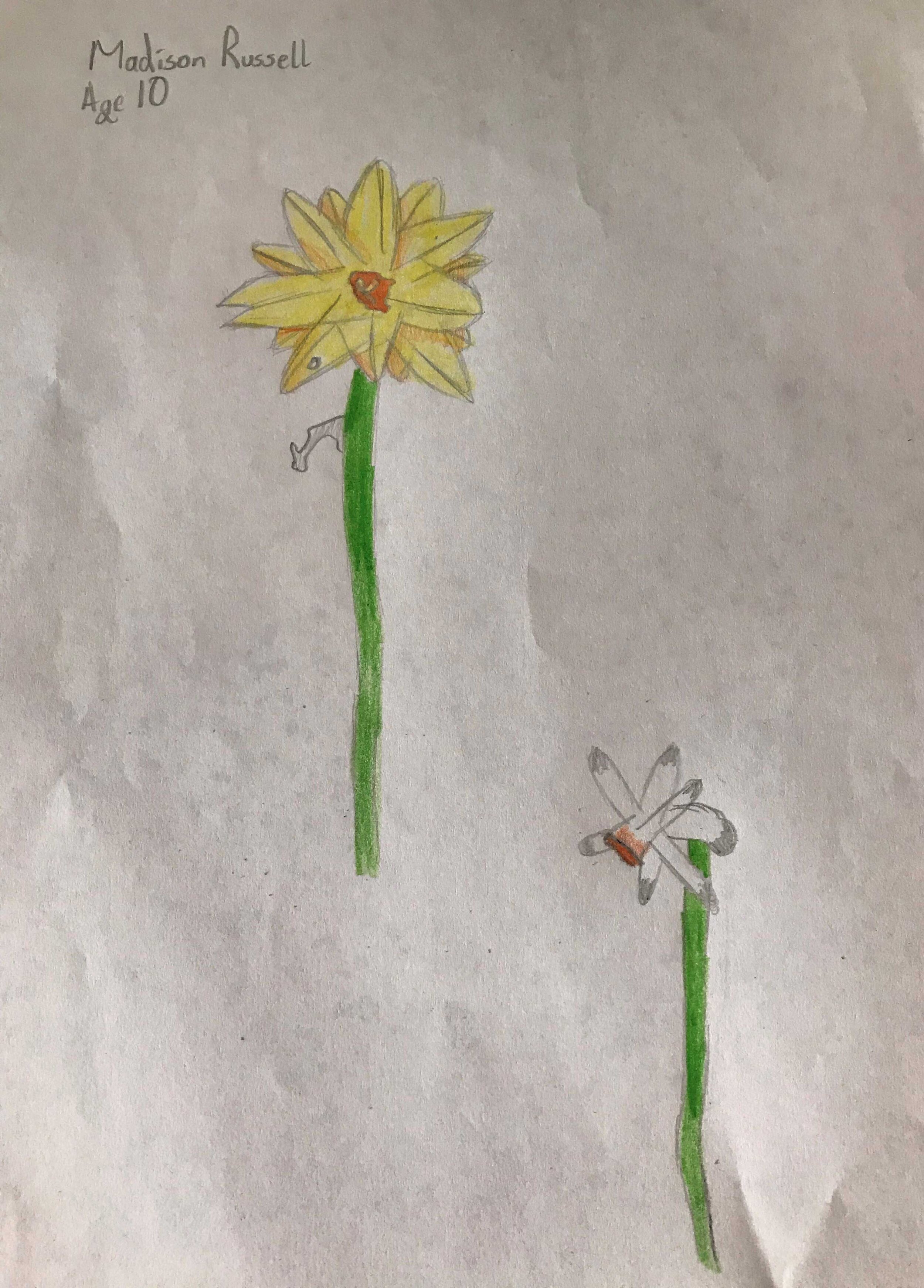Daffodils by Madison Russell age 10