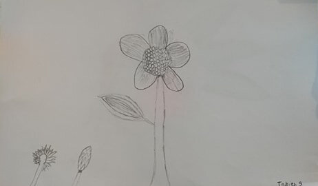 Flowers in stages by Tobias Drayak aged 7