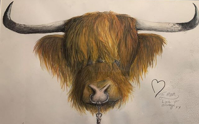 Highland Cow by Sasha Ritch age 15