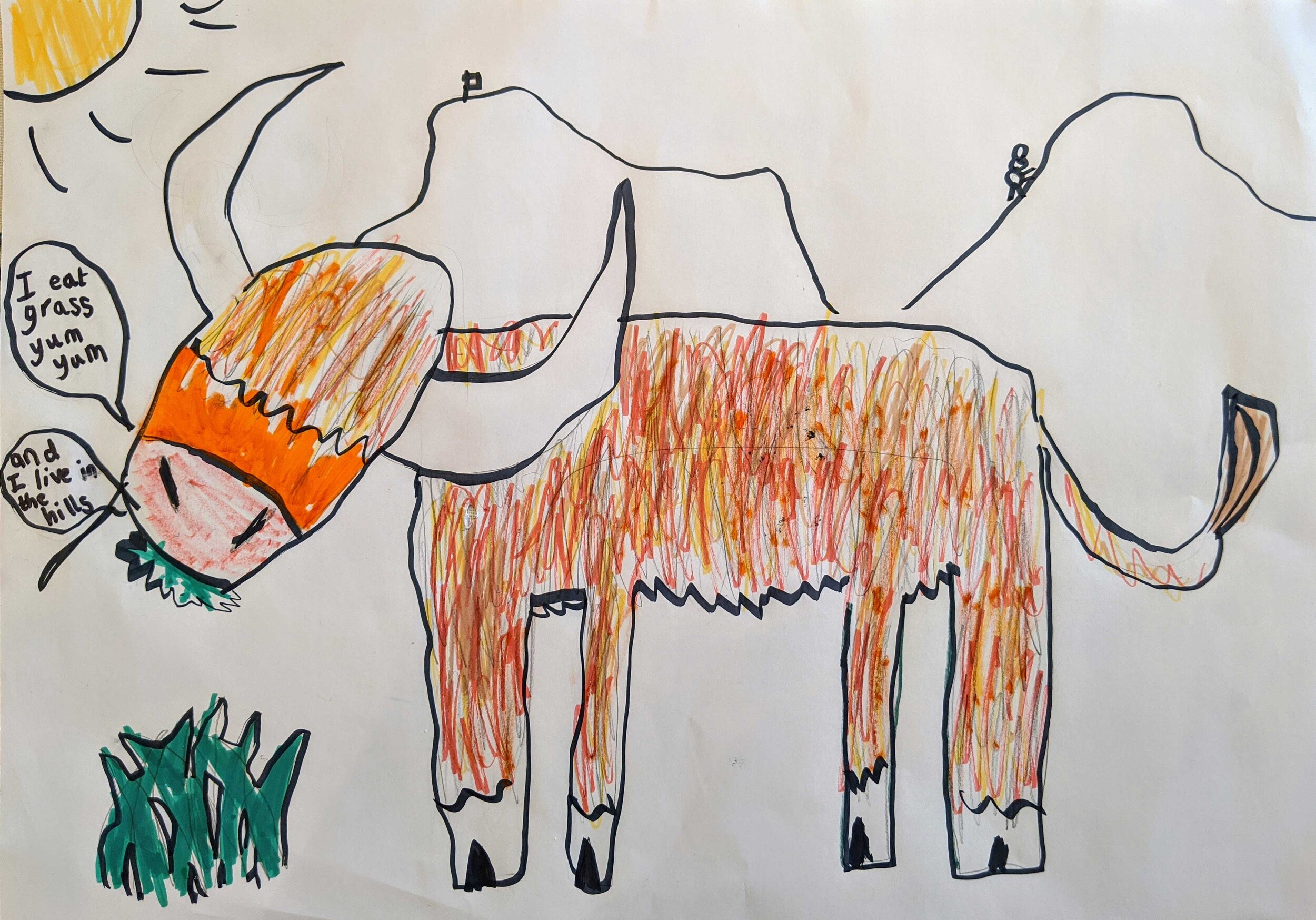 Highland coo by Jamie Gibbon age 7