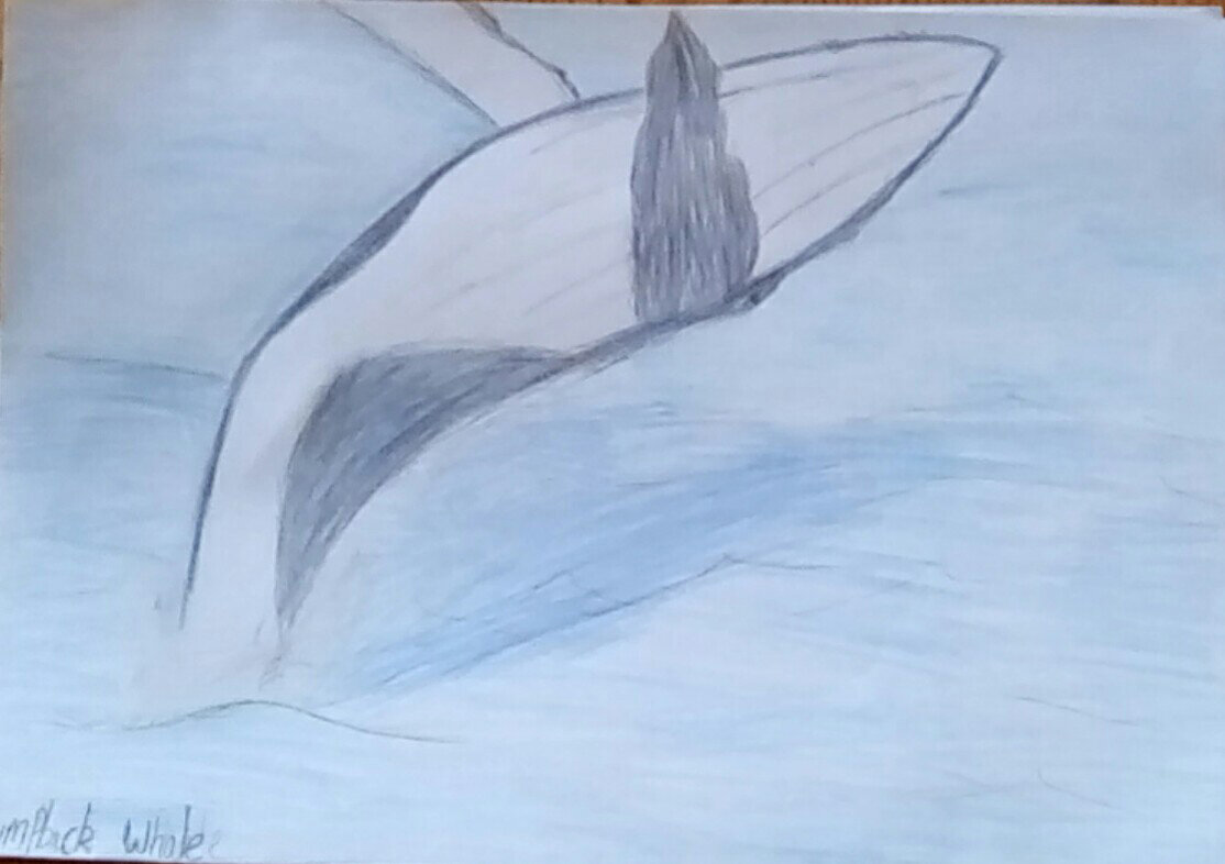 Humpback Whale Breaching by Daisy Reay age 10