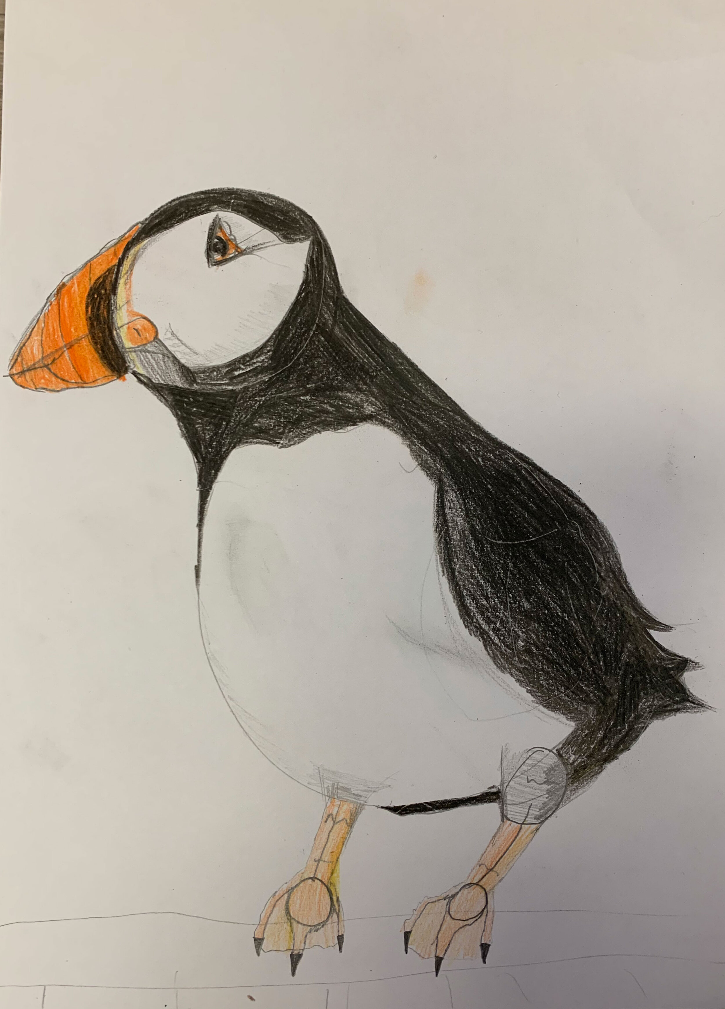 Orkney puffin by Summer Masson age 10