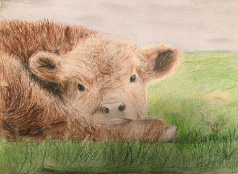 Peedie Coo by Molly Tulloch age 11