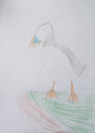 Puffin by Morgan Leslie age 10