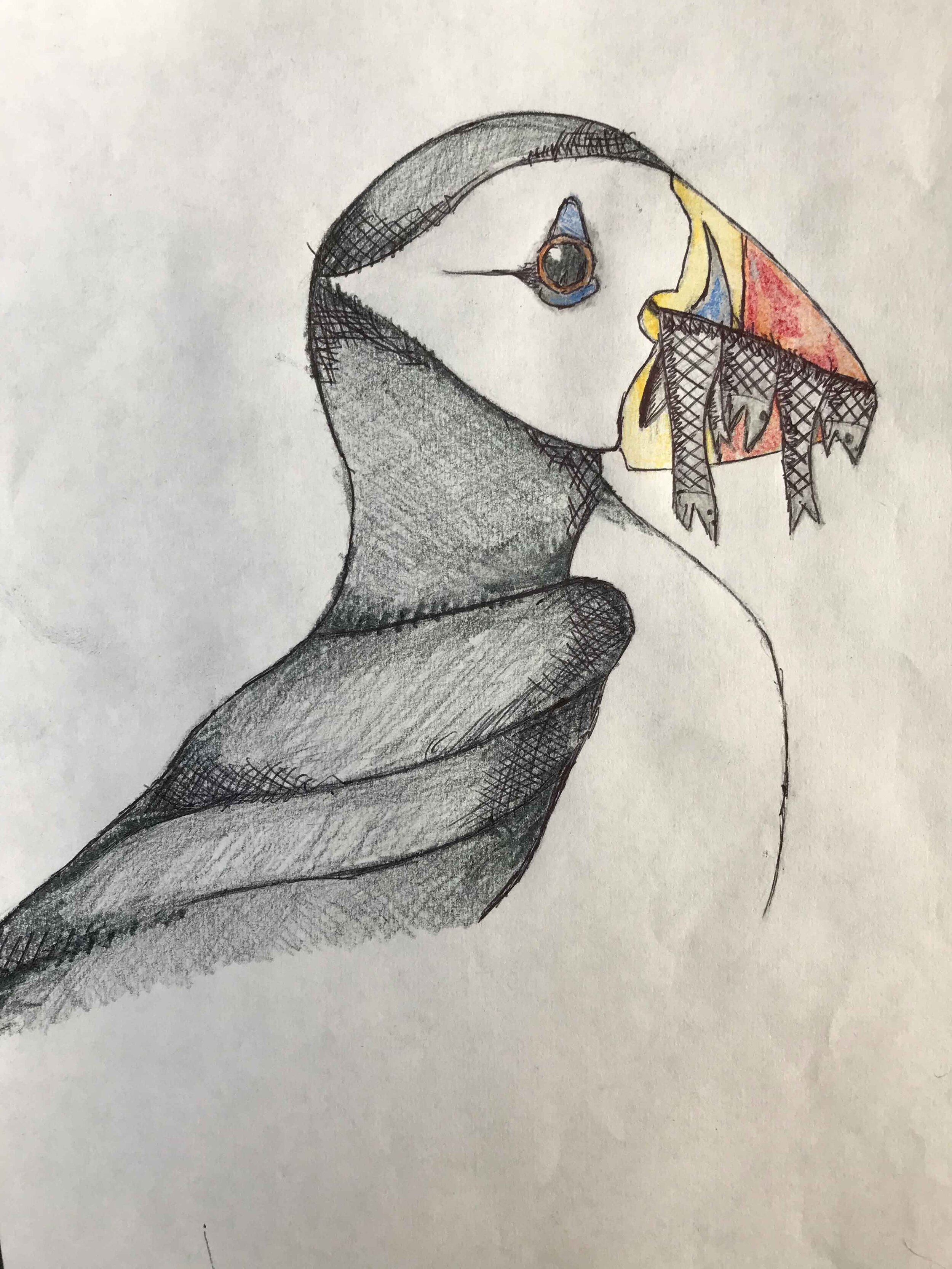 Puffin by Robble Dixon age 12