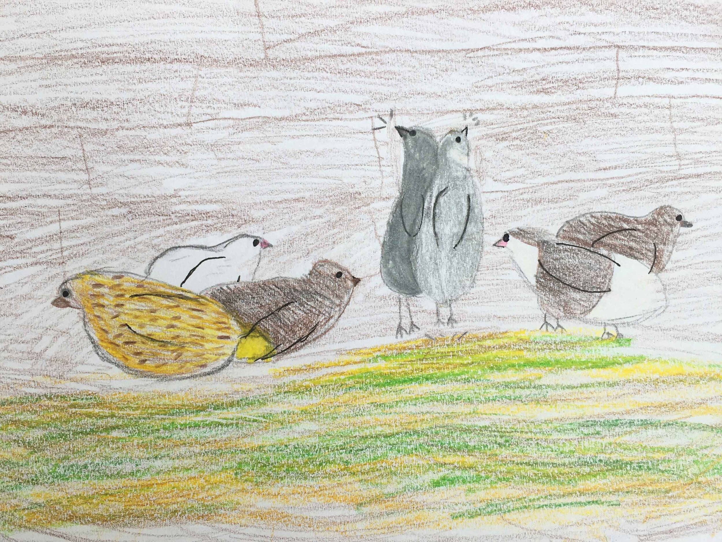 Quails by Amelie Gee age 11