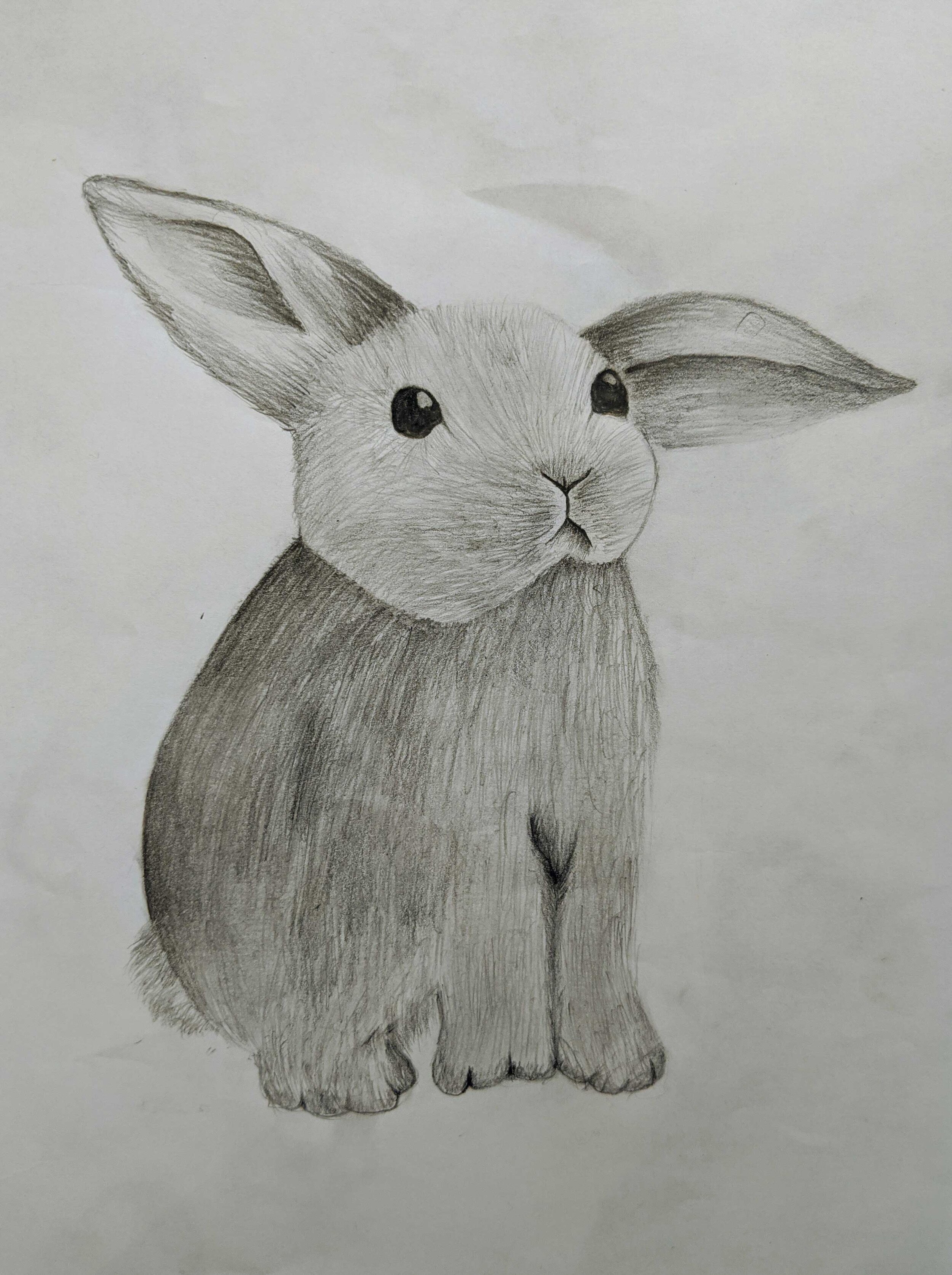 Rabbit by Josie Gibbon age 12