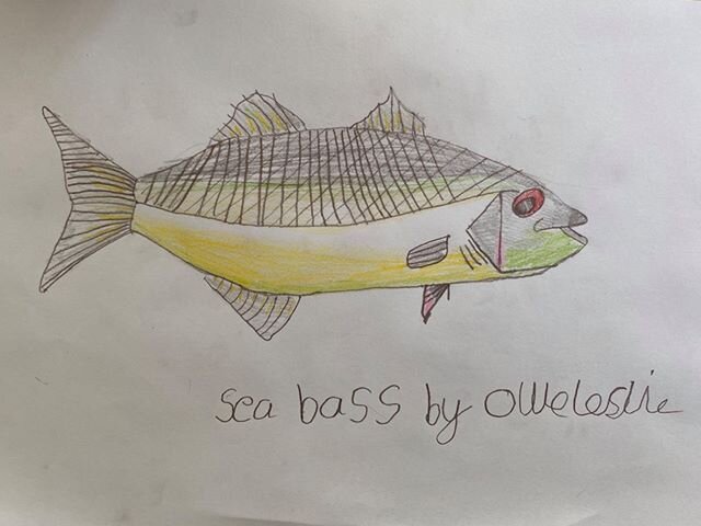 Sea Bass by Ollie Leslie age 8