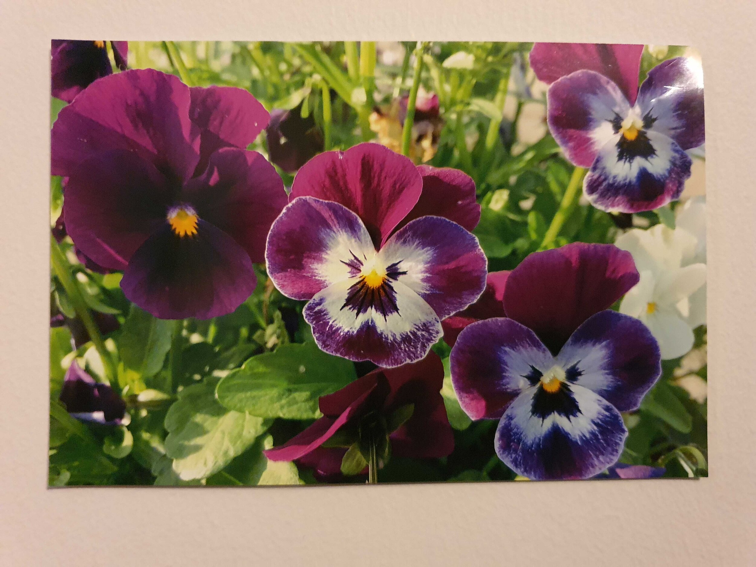 Sam Groundwater age 12 Positive Pansies