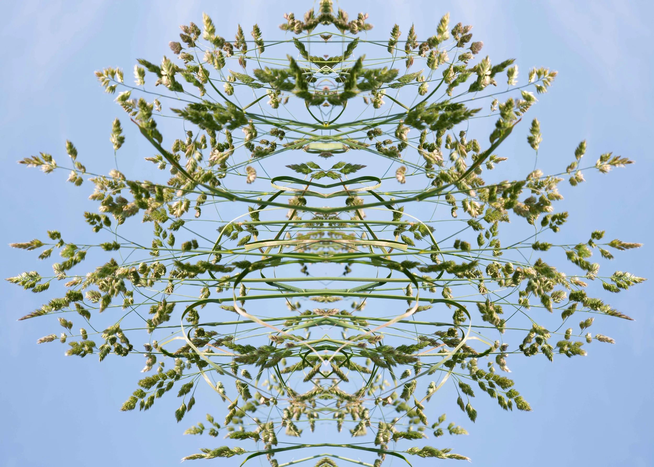 Buss o Gress / Tuft of Grass 