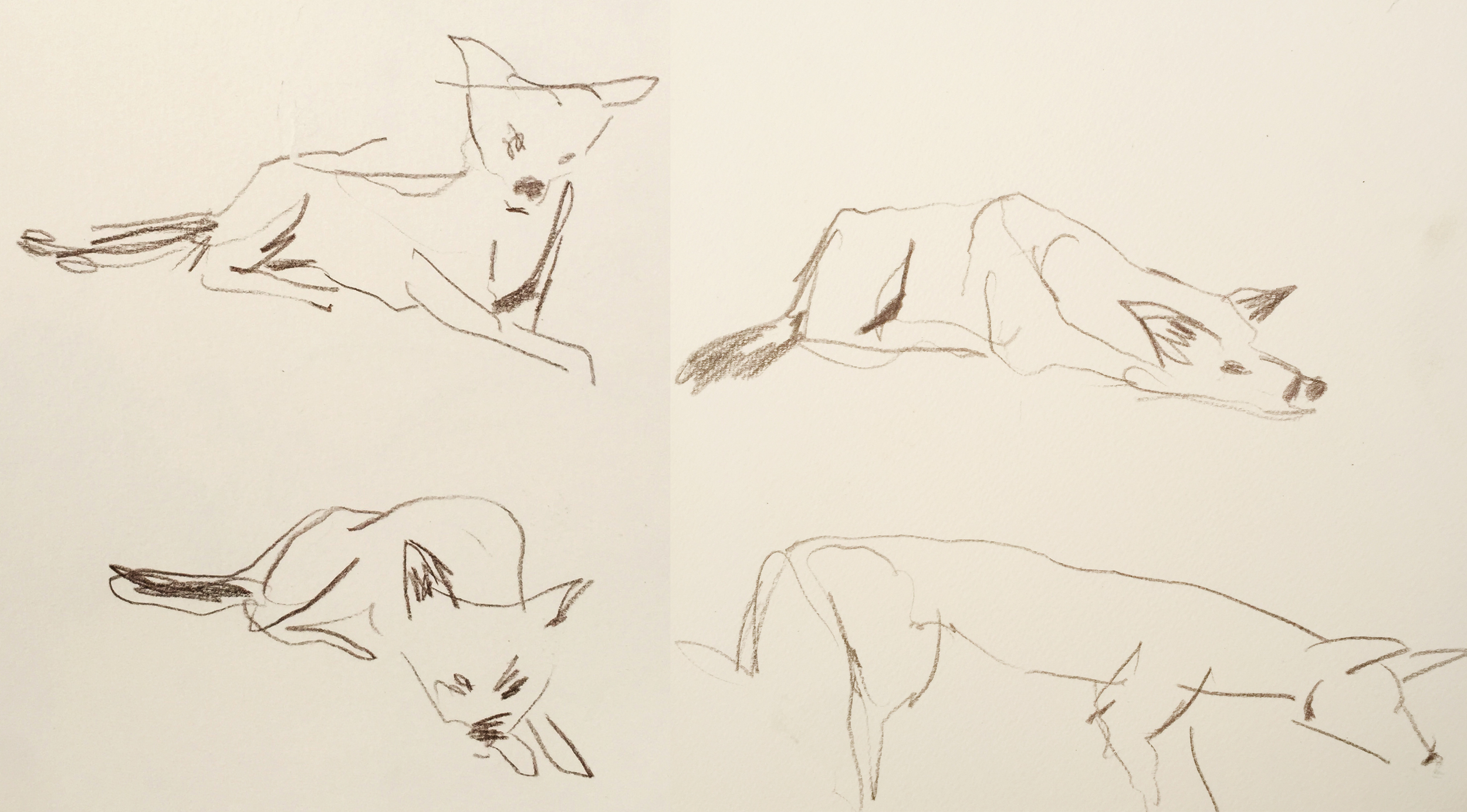 Dingo sketches drawn from the car on the beach 