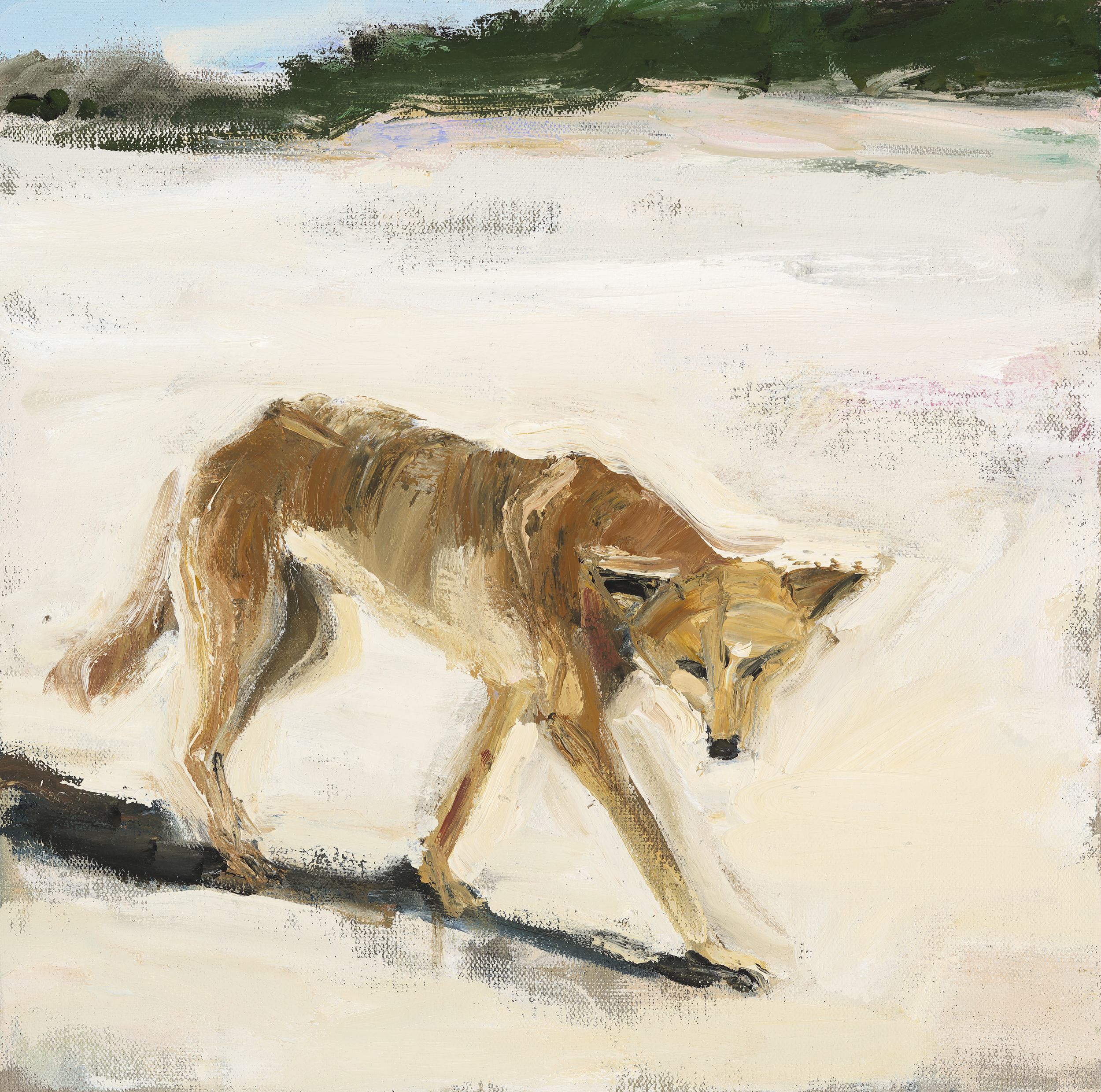 Dingo #1  