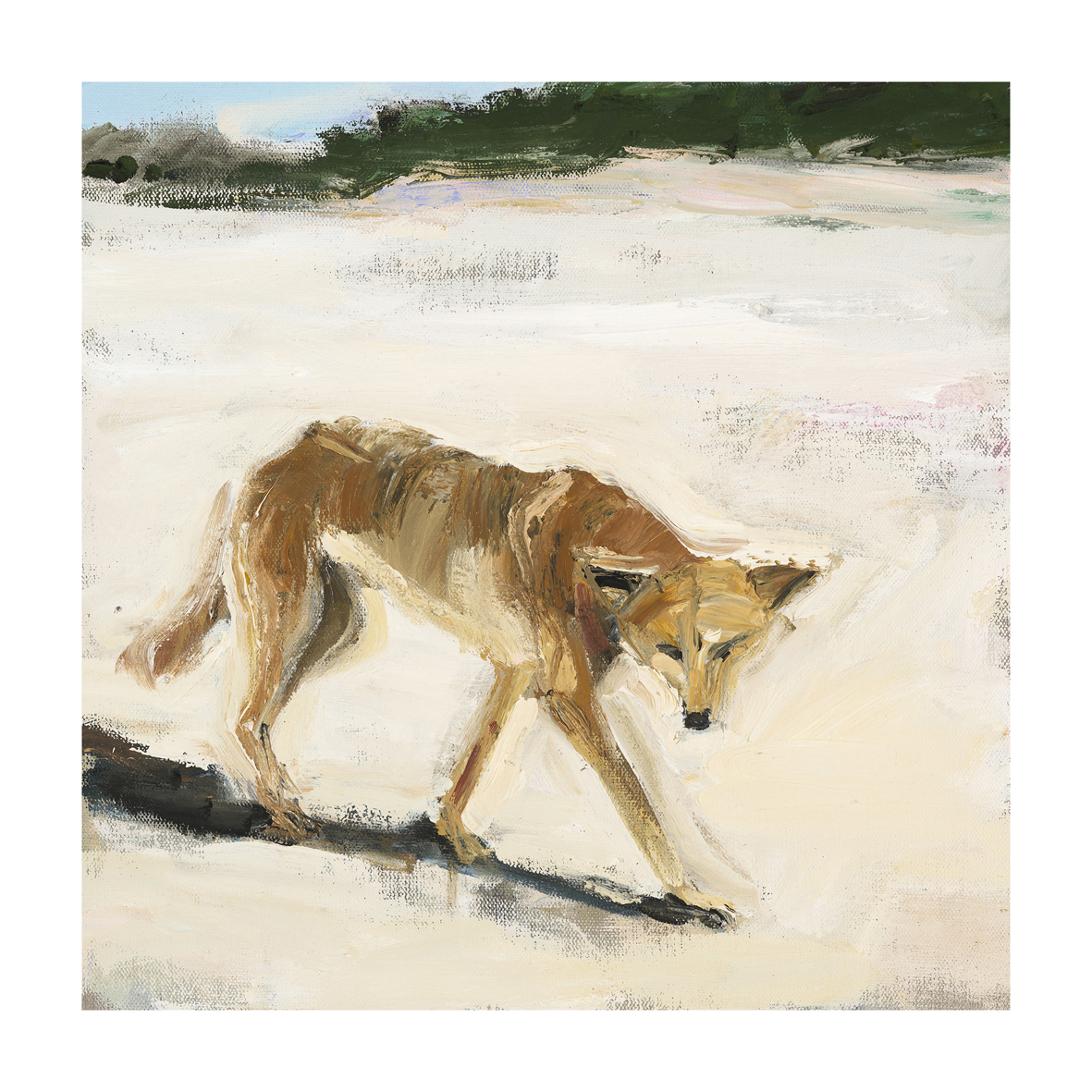 Dingo #1 fine art print 40 x 40cm