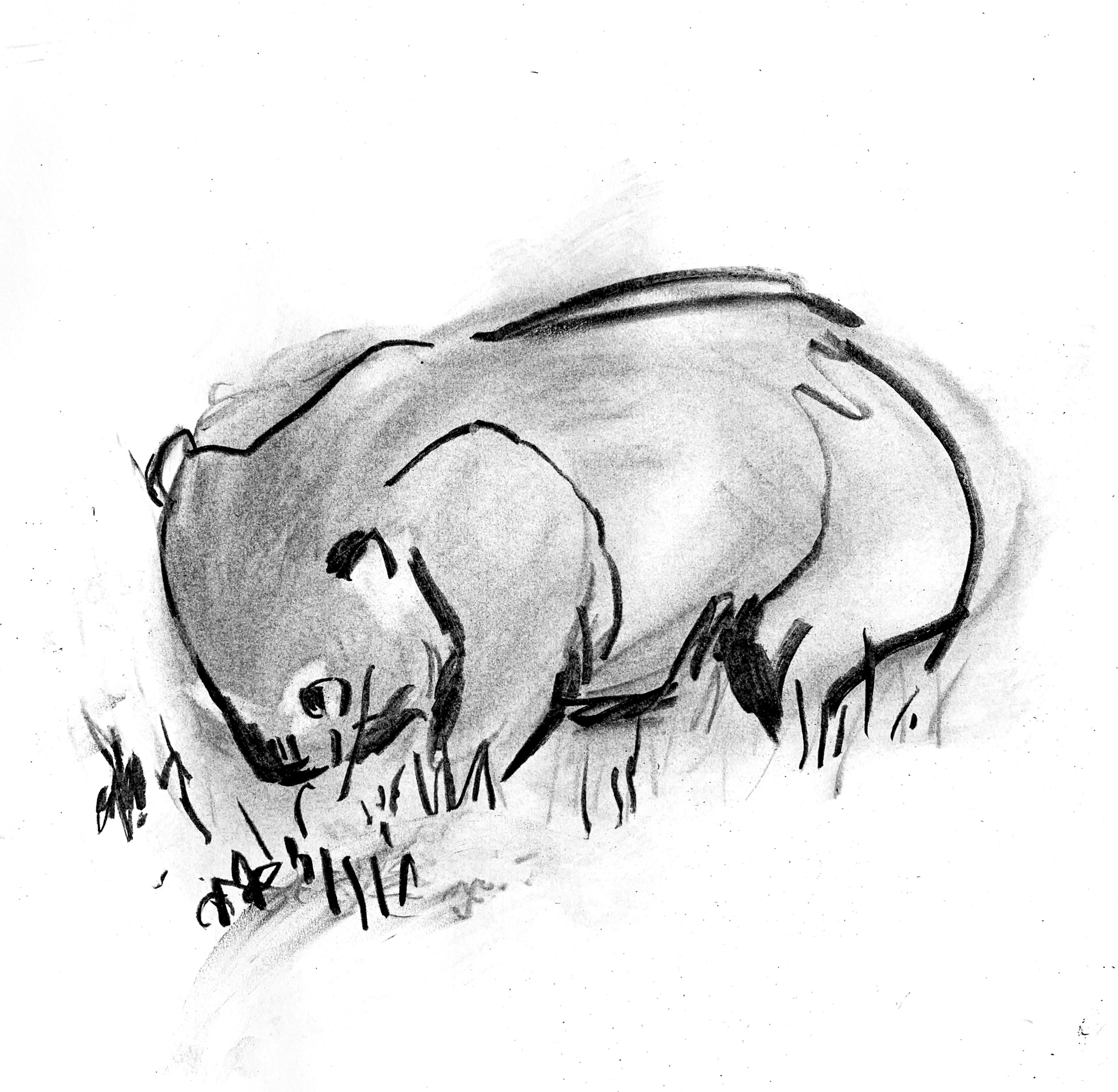 wombat sketch.jpg