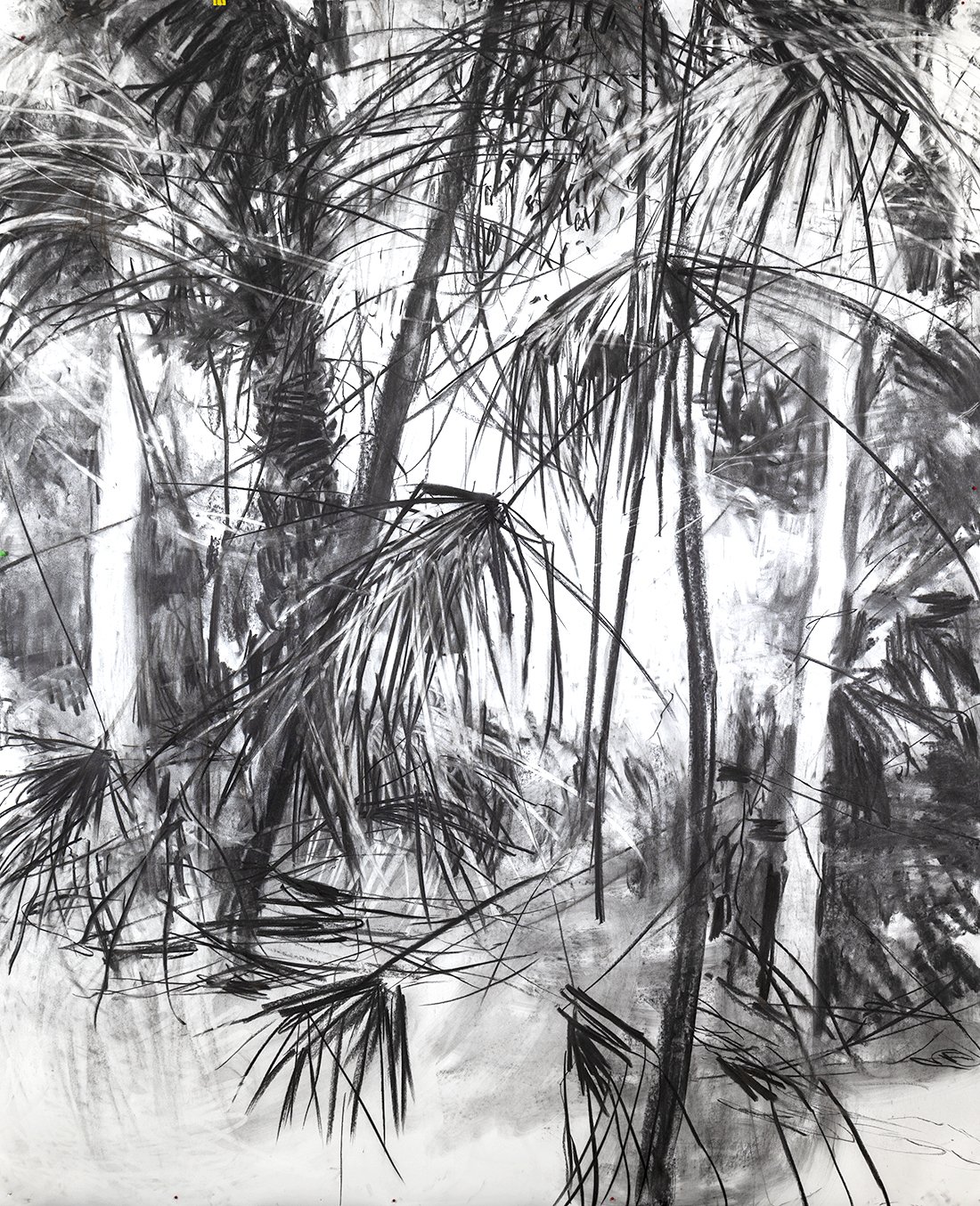 Pearl Beach Arboretum I, 2022 charcoal on Arches paper 185 x 155 cm