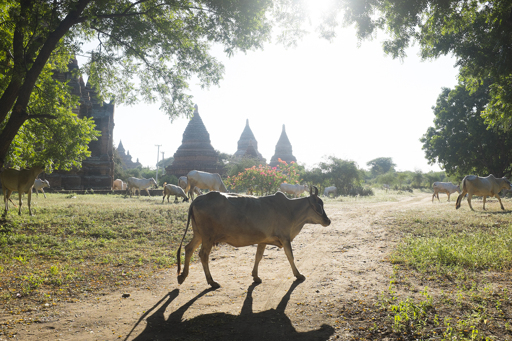 Oto_SP_Burma7.jpg