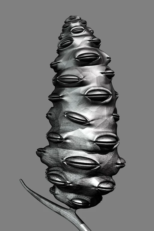 constructive botanics_repository 01 (2011)