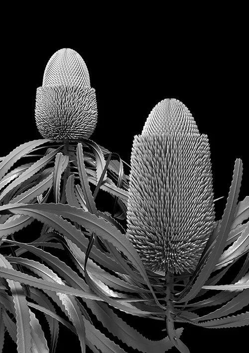 banksia_prionotes_01