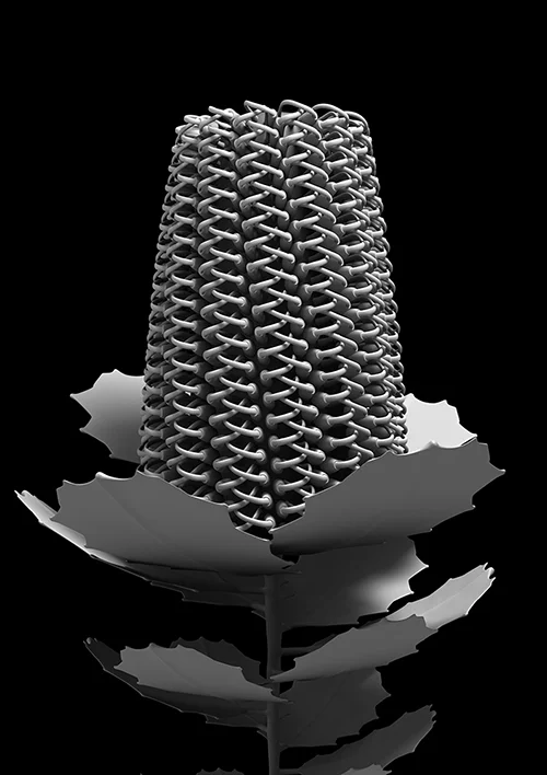 banksia_coccinea_01
