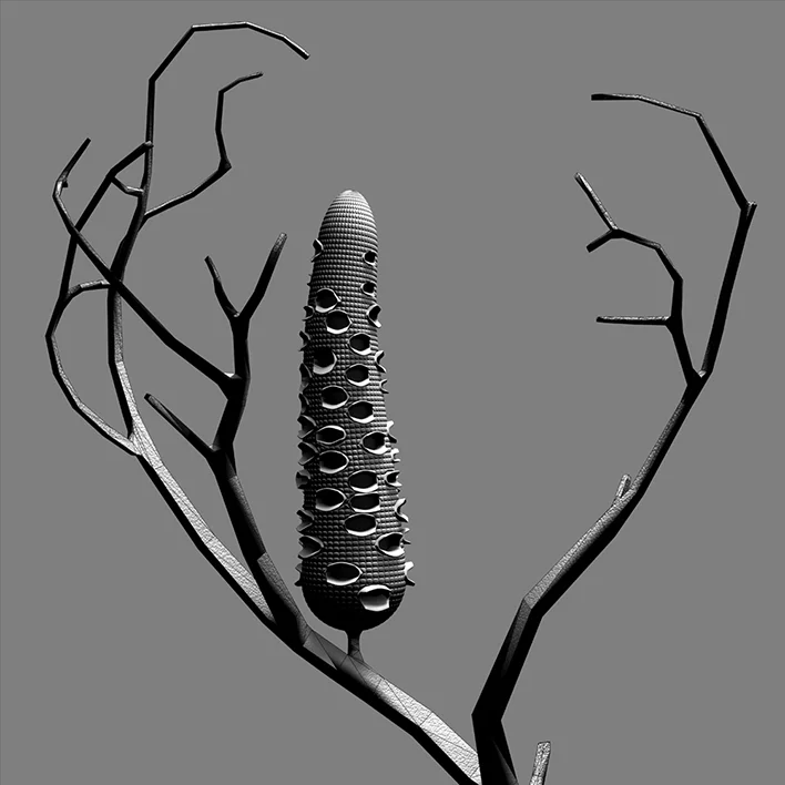 banksia/sketch_01