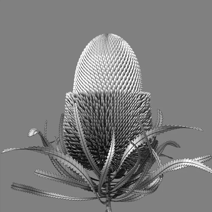 banksia/sketch_05