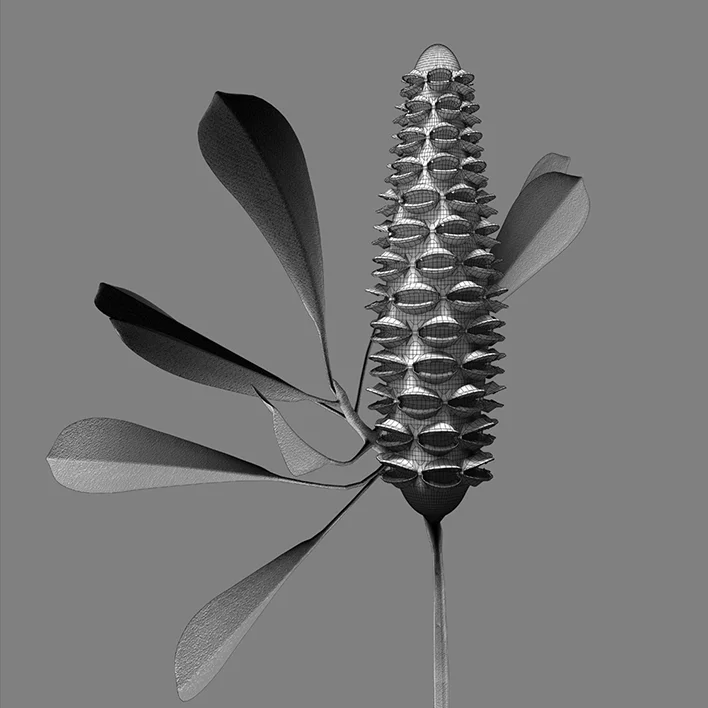 banksia/sketch_07