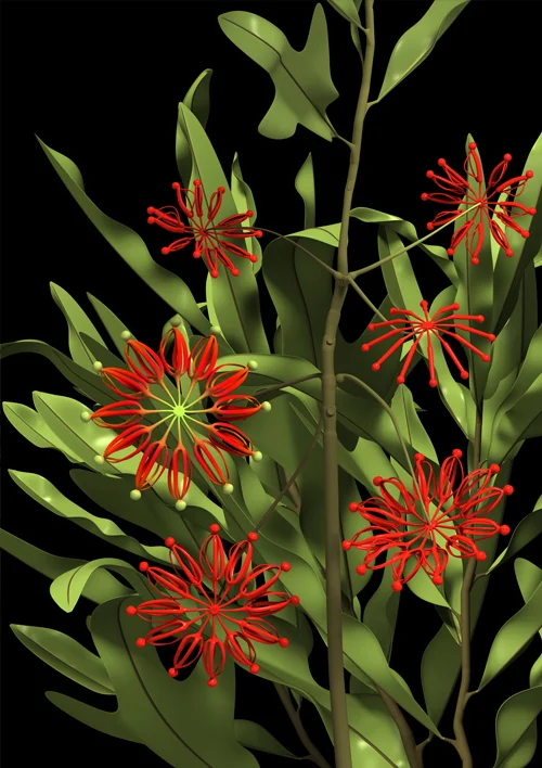 constructive_botanics/stenocarpus_02(firewheel) Limited Edition (A1) x 20 840mm H x 595mm W Giclée print on 188gsm Hahnemühle photo rag paper $950 AUD (unframed) CODE S02COL