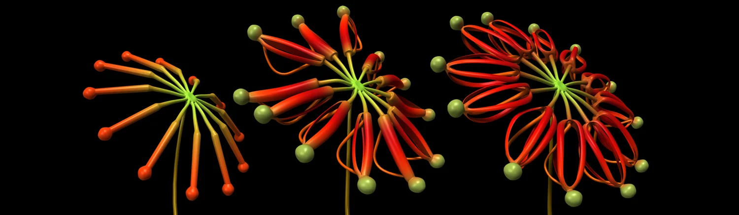 Stenocarpus (Firewheel Tree) - flower modules and gradients
