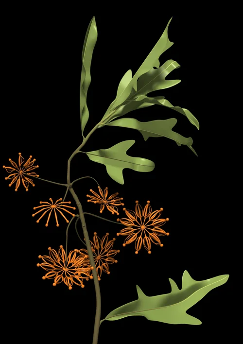 Stenocarpus (Firewheel Tree) - work in progress / colour trial