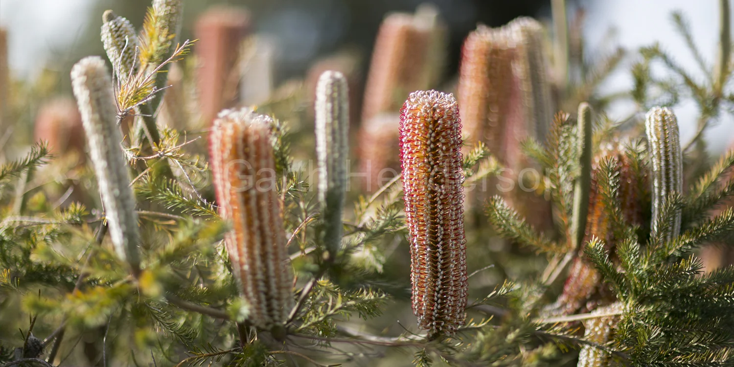 Banksia ericifolia (dwarf) / Heath leaved banksia
