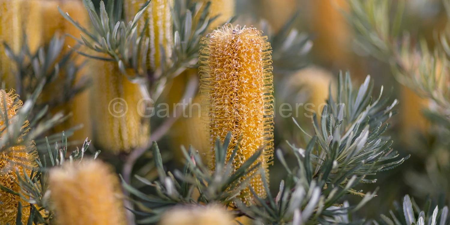 Banksia spinulosa / Golden Candles