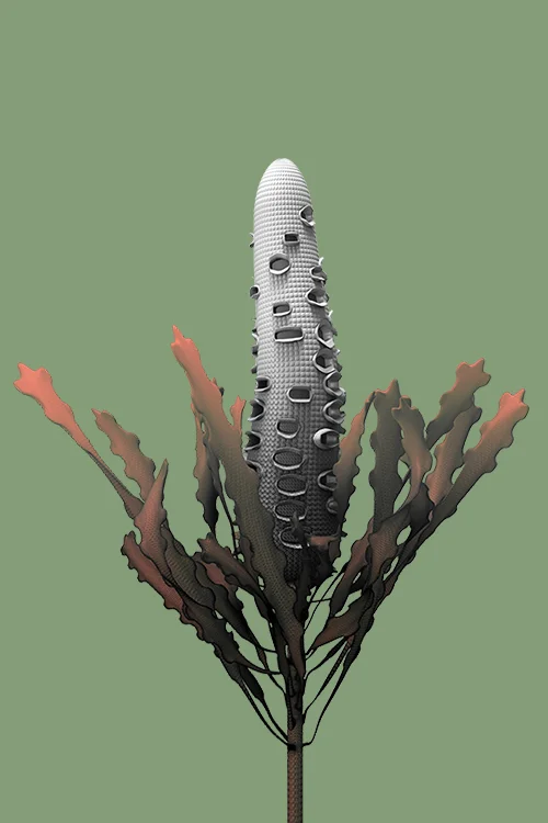 constructive botanics_banksia 01 (2015) Limited Edition x 20 595mm H x 420mm W Giclée print on 188gsm Hahnemühle photo rag paper $450 AUD (unframed) CODE BS01_2015