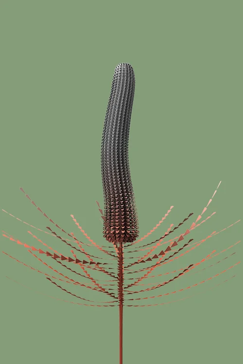 constructive botanics_banksia 05 (2015) Limited Edition x 20 595mm H x 420mm W Giclée print on 188gsm Hahnemühle photo rag paper $450 AUD (unframed) CODE BS05_2015