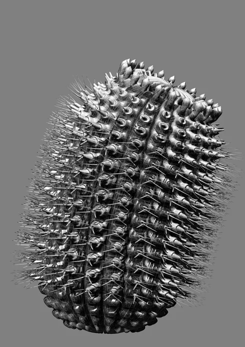 cacti 01 2011 AP