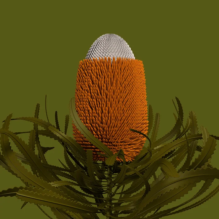 constructive_botanics/banksia_prionotes Limited Edition x 20 900mm H x 900mm W Giclée print on 290gsm Bamboo Rag $1500 AUD (unframed) CODE BPCOL