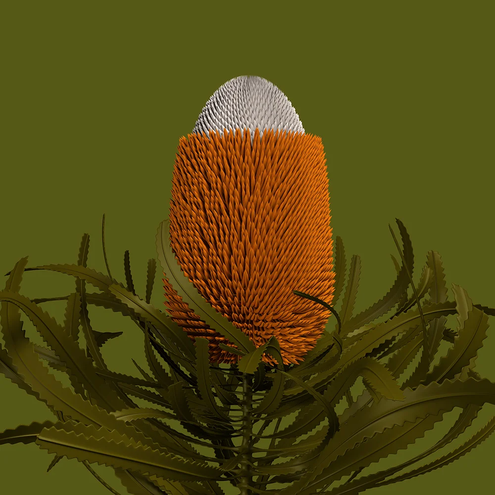 banksia_prionotes Limited Edition x 20 900mm H x 900mm W Giclée print on 290gsm Bamboo Rag $1500 AUD (unframed)