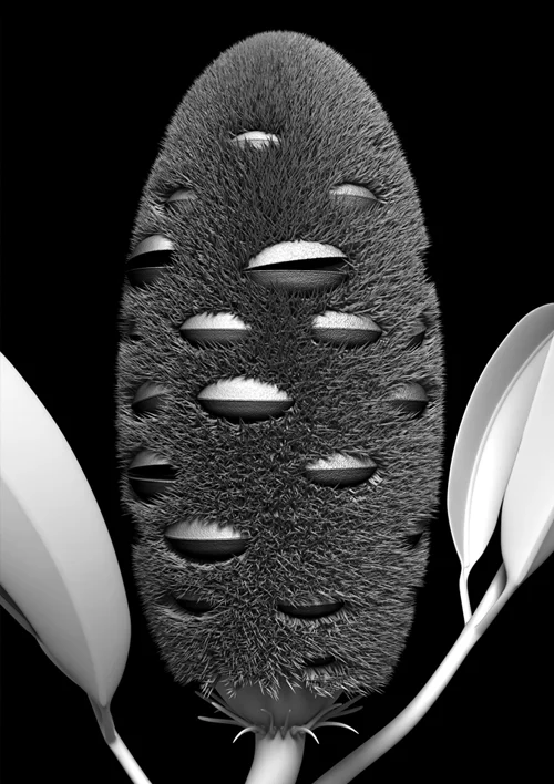 banksia_module_02/2019 Limited Edition x 20 Giclée print on 188gsm Hahnemühle photo rag paper 77cm H x 53cm W (104cm H x 79cm W framed) $950 unframed