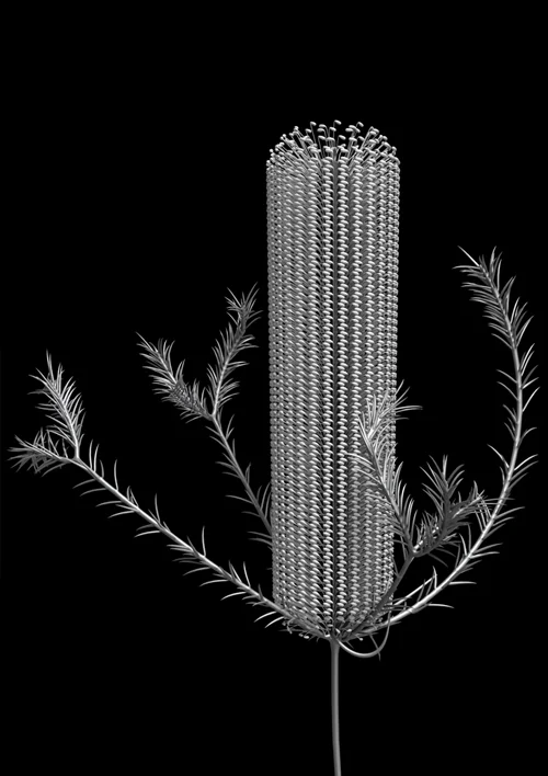 banksia_module _ 01/2019 Limited Edition x 20 Giclée print on 188gsm Hahnemühle photo rag paper 77cm H x 53cm W (104cm H x 79cm W framed) $950 unframed