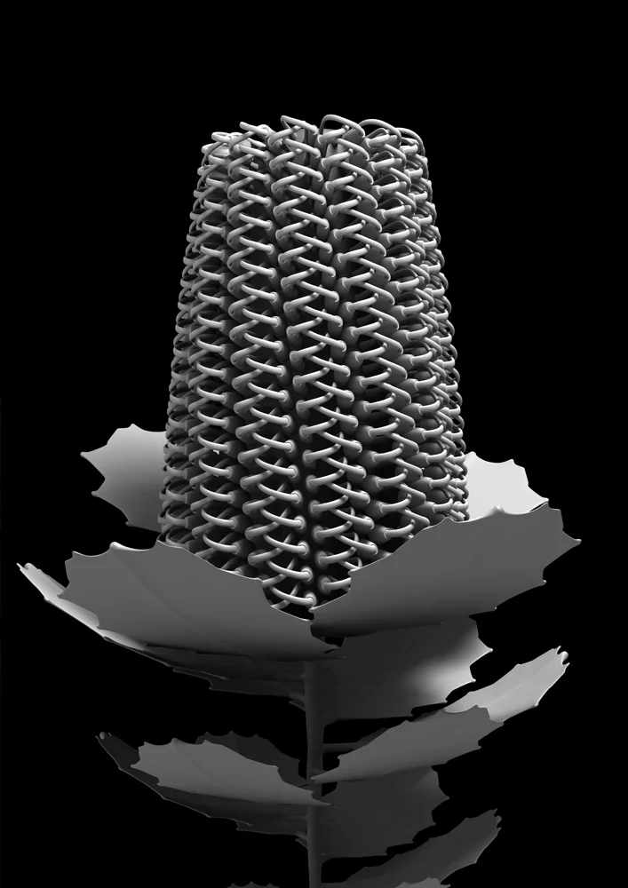 banksia_coccinea _ 01 A1+ Edition x 20 84cm H x 59cm W (unframed) 120 cm H x 90cm W (framed) Giclée print on 188gsm Hahnemühle photo rag paper